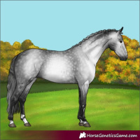 Horse Color:Gray Black 