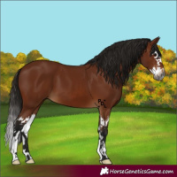 Horse Color:Gray Bay Splash 