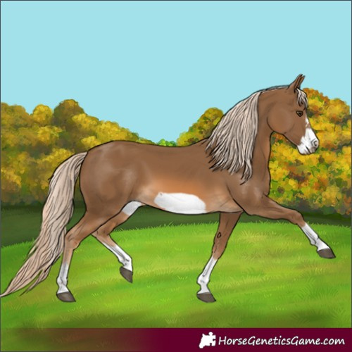 Horse Color:Chocolate Palomino Frame 