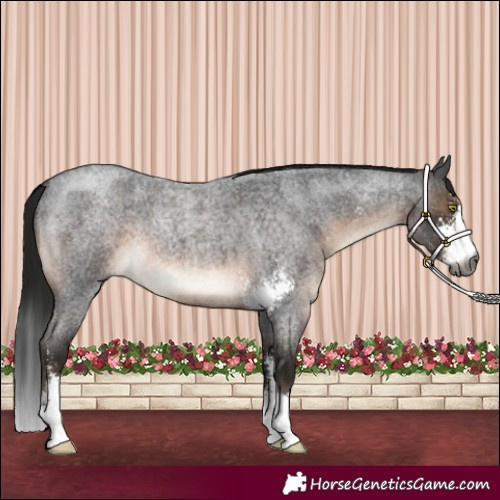 Horse Color:Gray Brown Roan Mushroom Sabino 