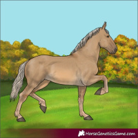 Horse Color:Chocolate Palomino Dun