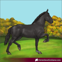 Horse Color:Smoky Black and Smoky Black
