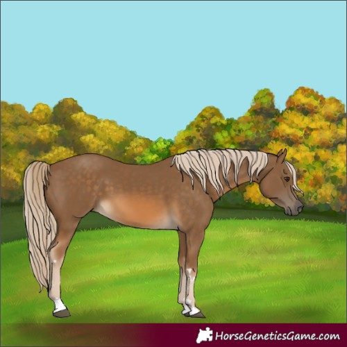 Horse Color:Chocolate Palomino 