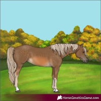 Horse Color:Chocolate Palomino 