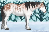 Horse Color:White Spotted Bay Splash  and White Spotted Bay Splash 