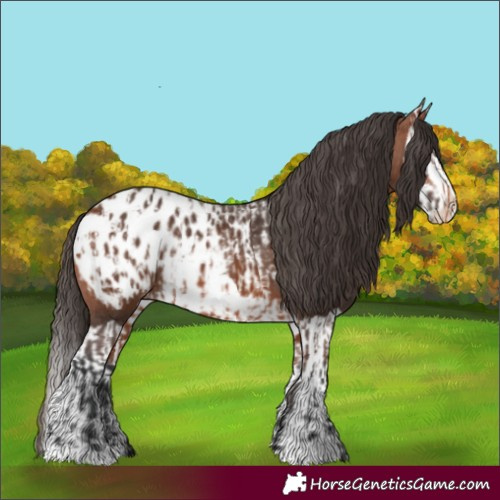 Horse Color:Bay Appaloosa  and Bay Splash Appaloosa 