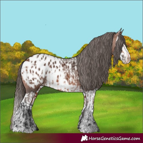 Horse Color:Bay Appaloosa  and Bay Splash Appaloosa 