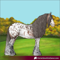 Horse Color:Bay Appaloosa and Bay Splash Appaloosa