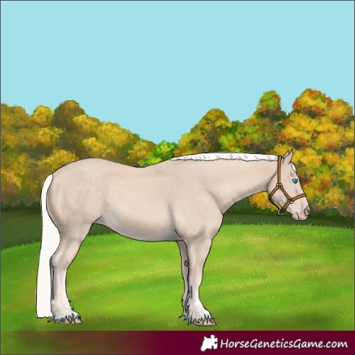 Horse Color:Cremello 