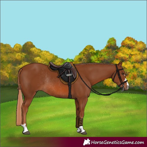Horse Color:Chestnut Rabicano 