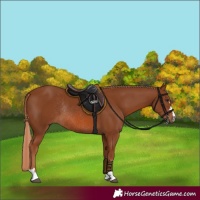 Horse Color:Chestnut Rabicano