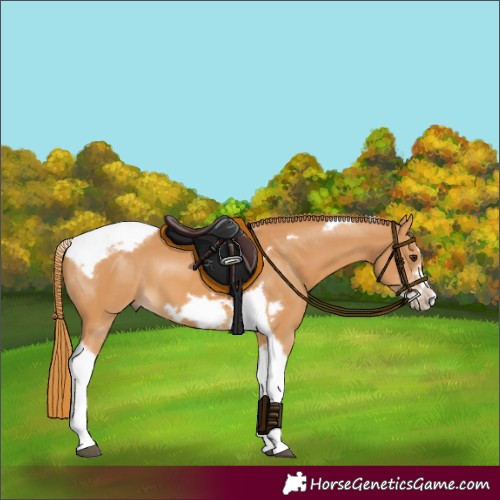Horse Color:Chestnut Tobiano Frame