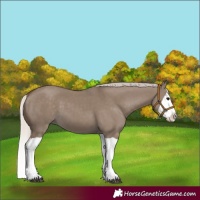 Horse Color:Silver Grullo Splash