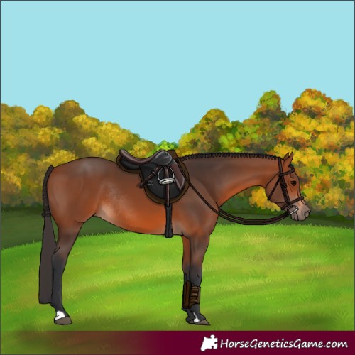 Horse Color:Bay Rabicano 