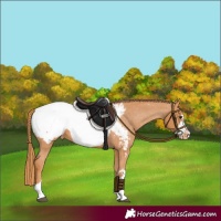 Horse Color:Chestnut Frame Appaloosa 