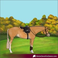 Horse Color:Palomino Rabicano