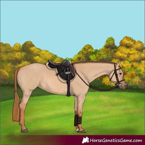 Horse Color:Red Dun Rabicano 
