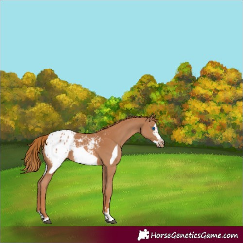 Horse Color:Chestnut Frame Appaloosa Rabicano 