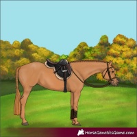 Horse Color:Chestnut Rabicano