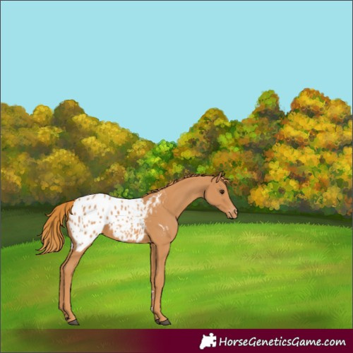 Horse Color:Chestnut Appaloosa