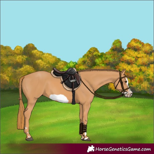 Horse Color:Chestnut Frame