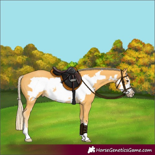 Horse Color:Palomino Frame Rabicano 
