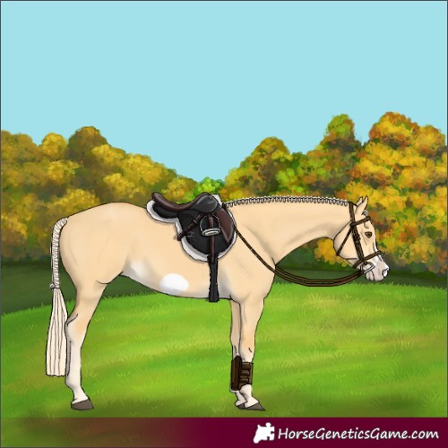 Horse Color:Palomino Dun Frame 
