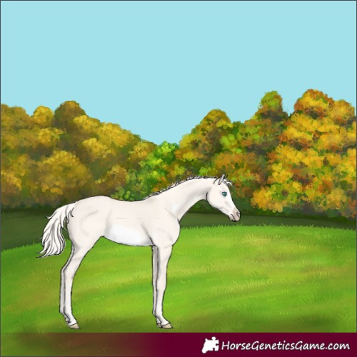 Horse Color:Cremello Dun Frame