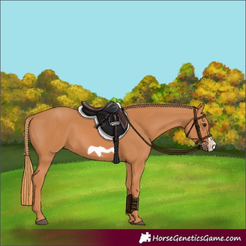 Horse Color:Chestnut Frame