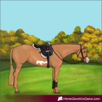 Horse Color:Chestnut Frame