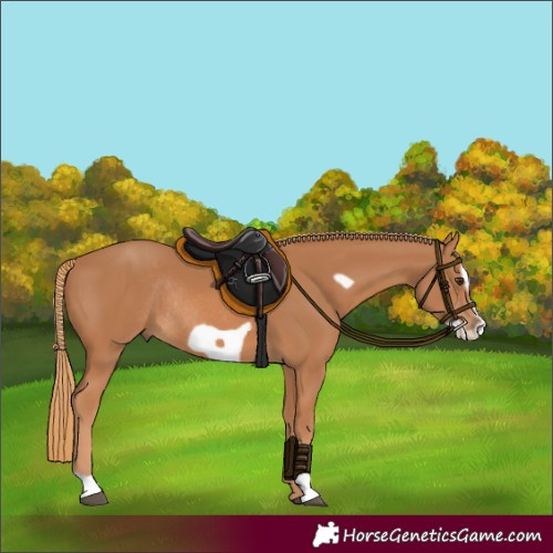 Horse Color:Chestnut Frame Rabicano 