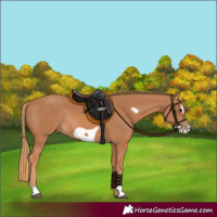 Horse Color:Chestnut Frame Rabicano 