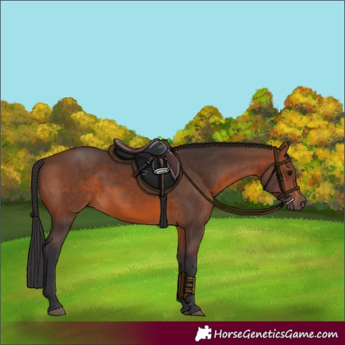 Horse Color:Brown 