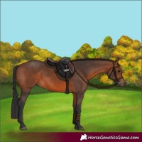Horse Color:Brown 