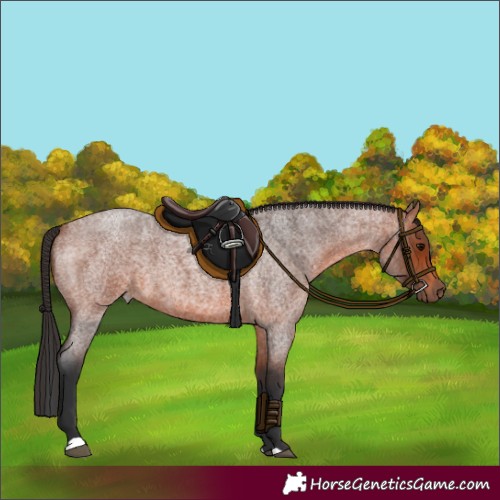 Horse Color:Bay Roan 