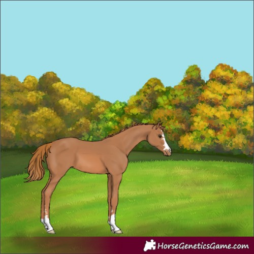 Horse Color:Chestnut Appaloosa 