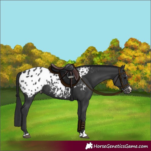 Horse Color:Black Appaloosa 