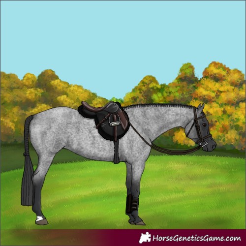 Horse Color:Blue Roan 