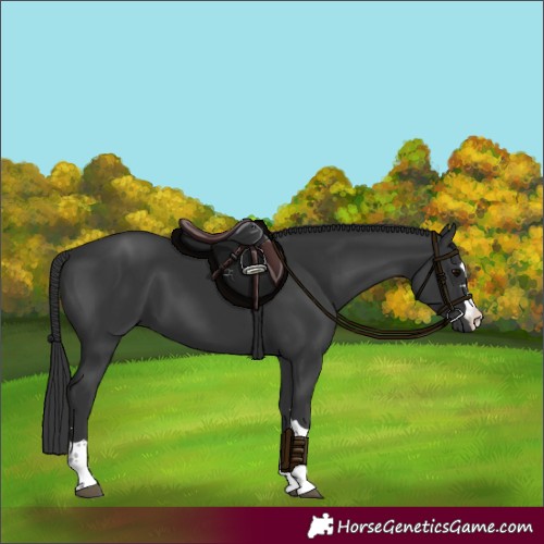 Horse Color:Black 