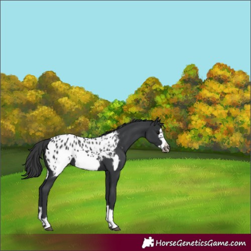 Horse Color:Black Frame Appaloosa 