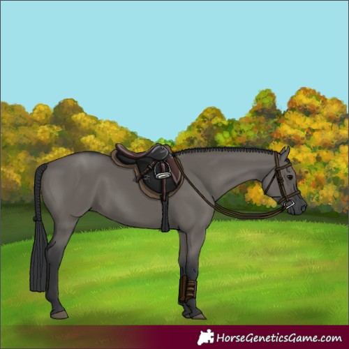 Horse Color:Grullo