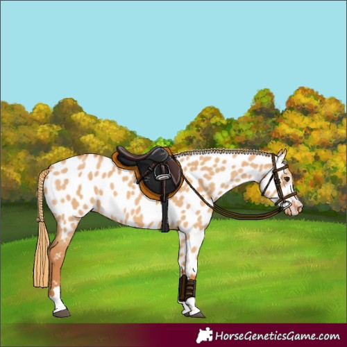 Horse Color:Red Dun Appaloosa 