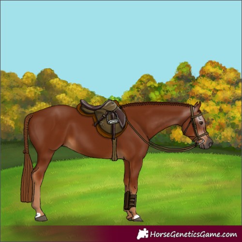 Horse Color:Gray Chestnut 