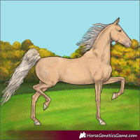 Horse Color:Gold Champagne 
