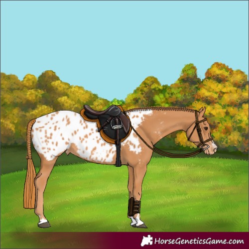 Horse Color:Chestnut Appaloosa 