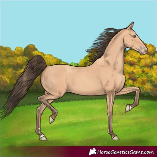 Horse Color:Amber Champagne 