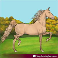 Horse Color:Gold Champagne