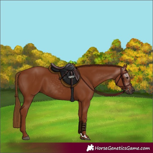 Horse Color:Gray Chestnut 