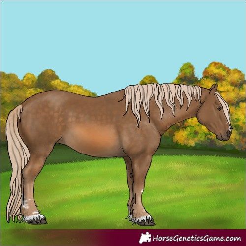 Horse Color:Chocolate Palomino 