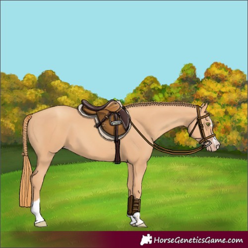 Horse Color:Gold Champagne 